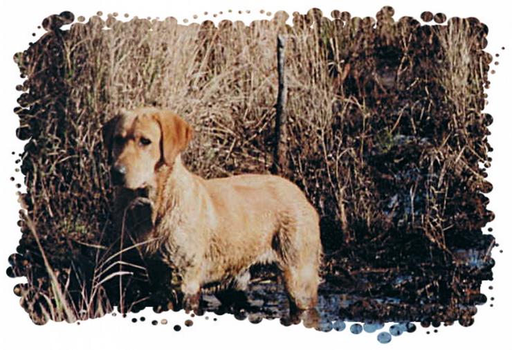 RIVEBLANCHE CAMO (USA)